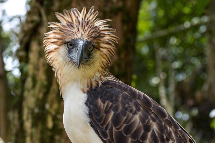 The Philippine eagle (Pithecophaga jefferyi) is one of the most endangered bird species in the world. It is believed that less than 500 pairs survive in the wild.