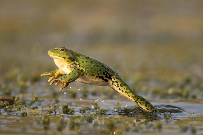 Green frog jump on a beautiful light.