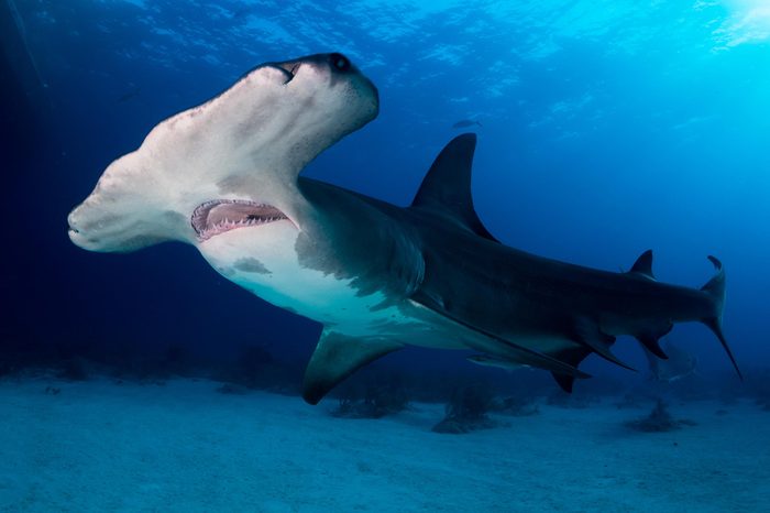 Great Hammerhead shark Bahamas