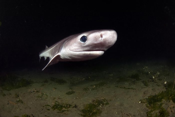 Six Gill Shark Pup