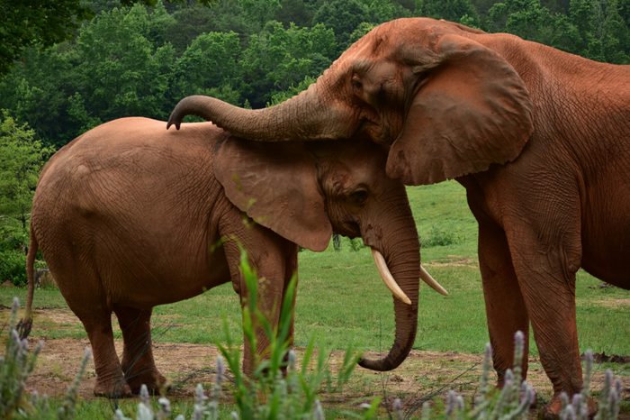 Elephants hugging and kissing, elephant love