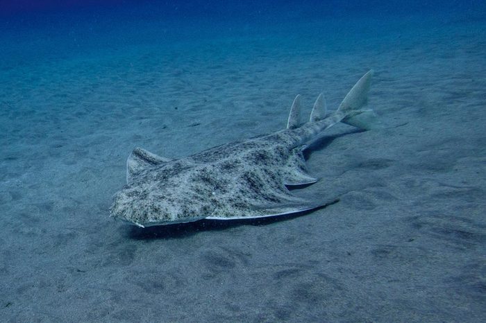 Angel Shark Squatina squatina