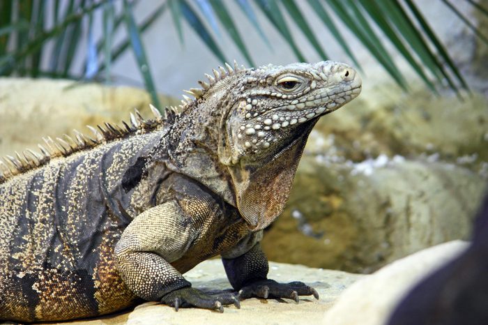 Cuban rock iguana (cyclura nubila) is a species of lizard of the iguana family