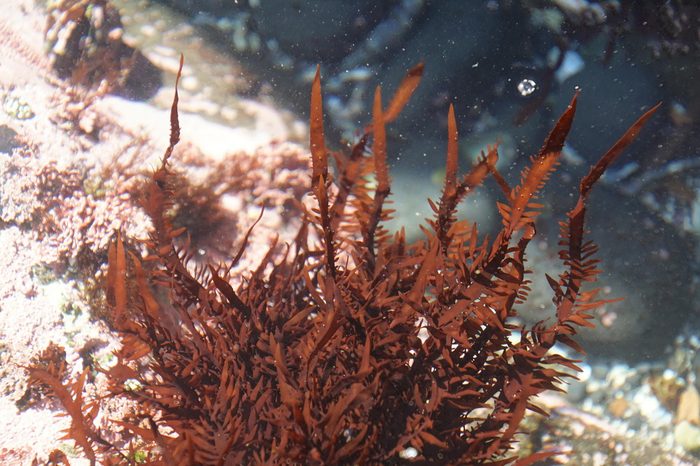 phycoerythrin Red Algae (Rhodophyta) in tide pool at Cobble Beach on the Oregon coast