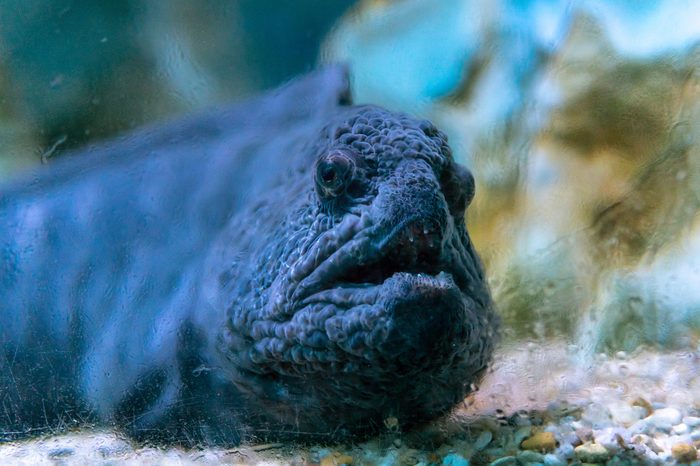 wolffish [family Anarhichadidae] behind dusty glass at sea life, fish looking at the camera