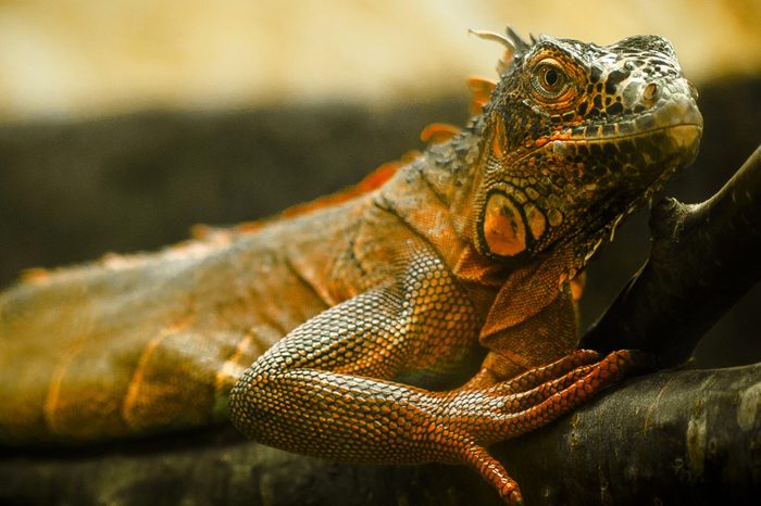 Close up of a green iguana in the wild, iguana on tree branches in the jungle