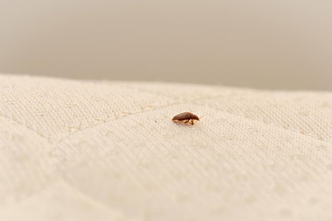 Bed Bug on a Mattress