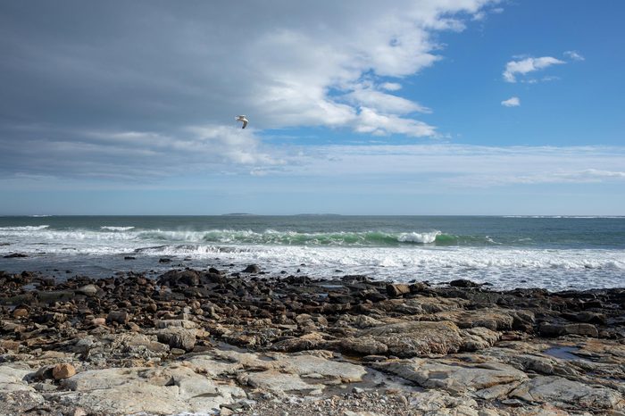 Surf at Seawall during low tide. Location: Acadia National Park, Maine. Photographed on March 12, 2019. The bird is probably an adult non-breeding great black-backed gull.