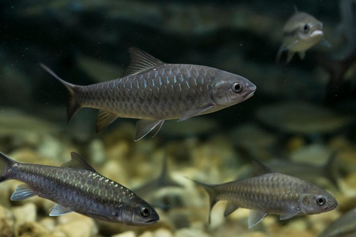 soro brook carp fish in aquarium. Wildlife animal.