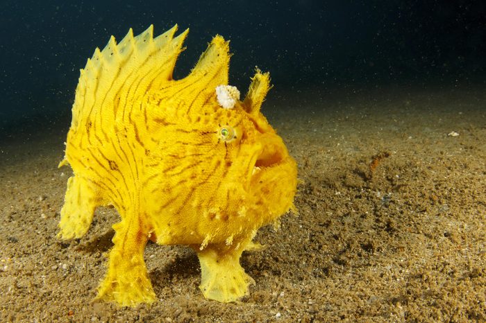 Shaggy Frogfish (Anglerfish)