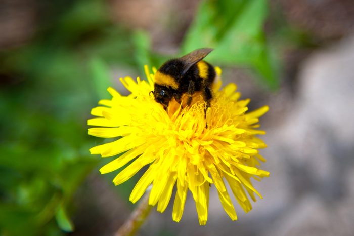 Rusty-patched Bumblebee gathering nectar from a yellow flower.