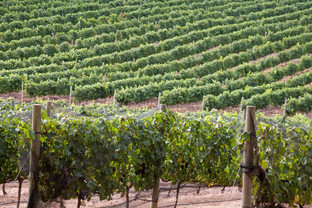 hermanus cultivation for wine grapes