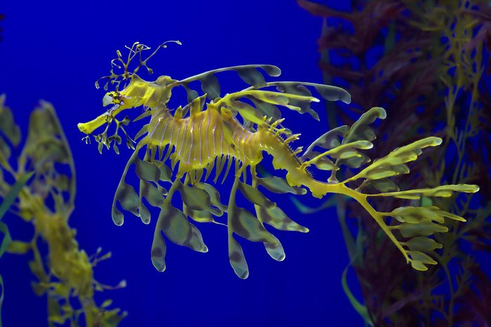 Leafy sea dragon photographed in Indonesia, 2009