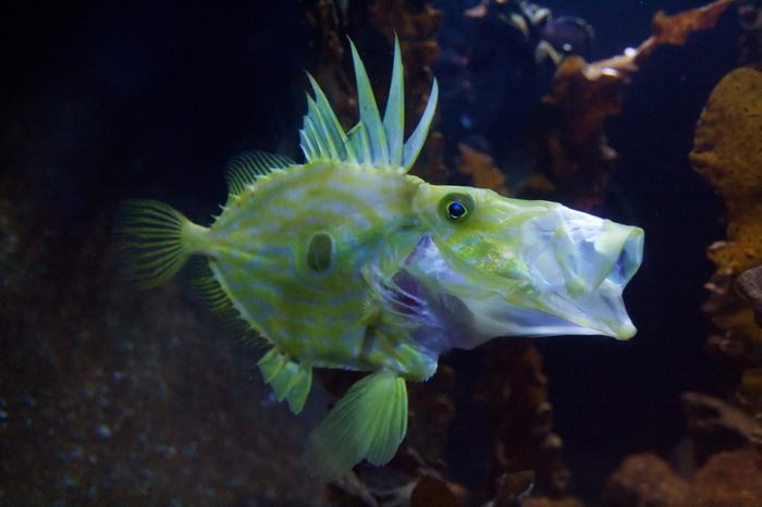 Congiopodidae, commonly known as pigfishes, horse-fishes and racehorses.