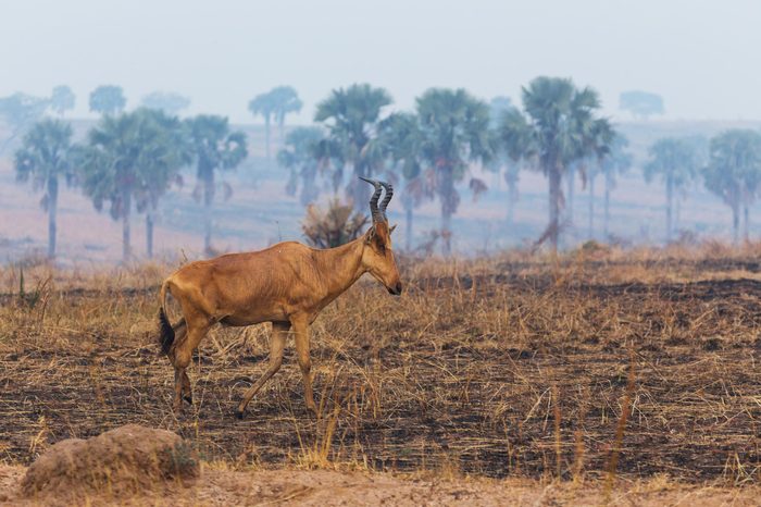 African wild animals