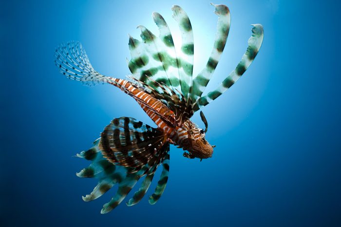 lionfish,sun and ocean