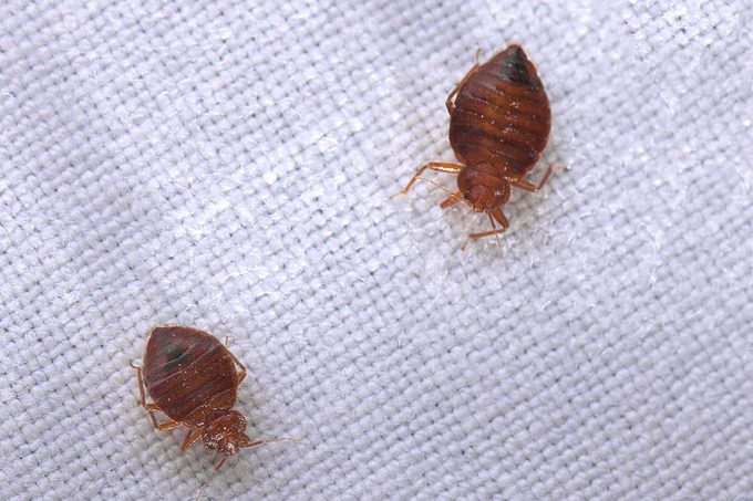 bed bugs