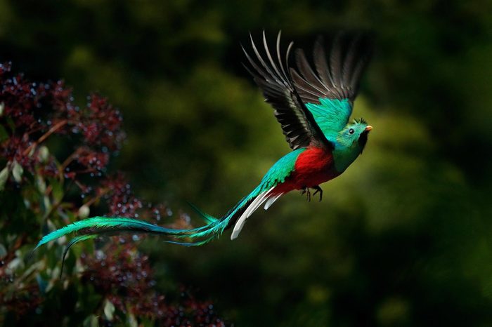 Flying Resplendent Quetzal, Pharomachrus mocinno, Savegre in Costa Rica, with green forest in background. Magnificent sacred green and red bird. Action flight moment with Resplendent Quetzal.