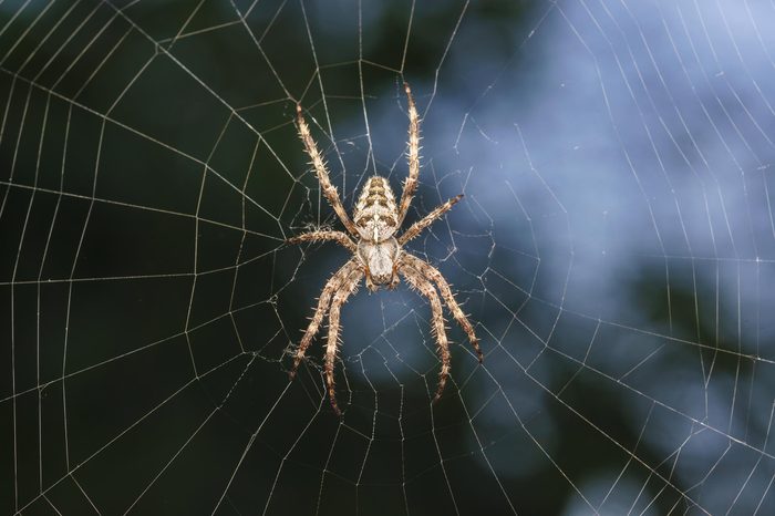 Spider garden-spider (lat. Araneus) kind araneomorph spiders of the family of Orb-web spiders (Araneidae) sits on the web