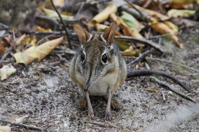 Elephant shrew. Arabuko Sokoke forest. Malindi, Kenya.