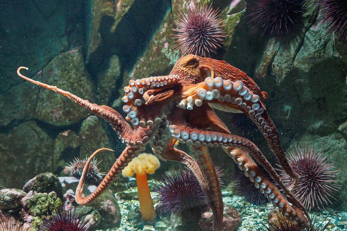 Giant Pacific octopus