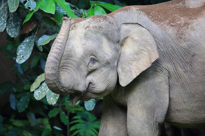 Borneo elephant (Elephas maximus borneensis) in Sabah, Borneo