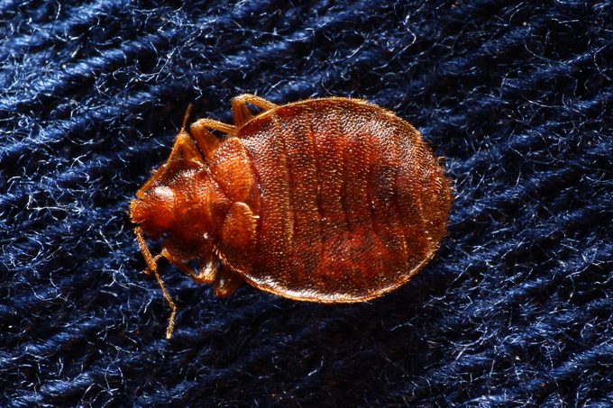 Bed bug on pillowcase