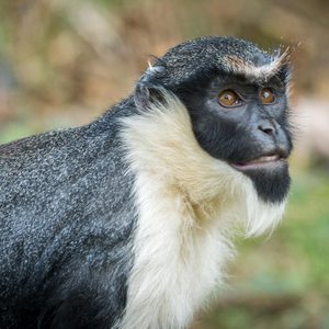 Photo of rare animal: Monkey the Diana monkey (Cercopithecus diana) Wildlife animal.