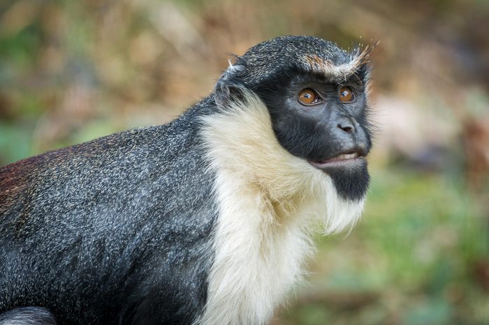 Monkey the Diana monkey (Cercopithecus diana) Wildlife animal.