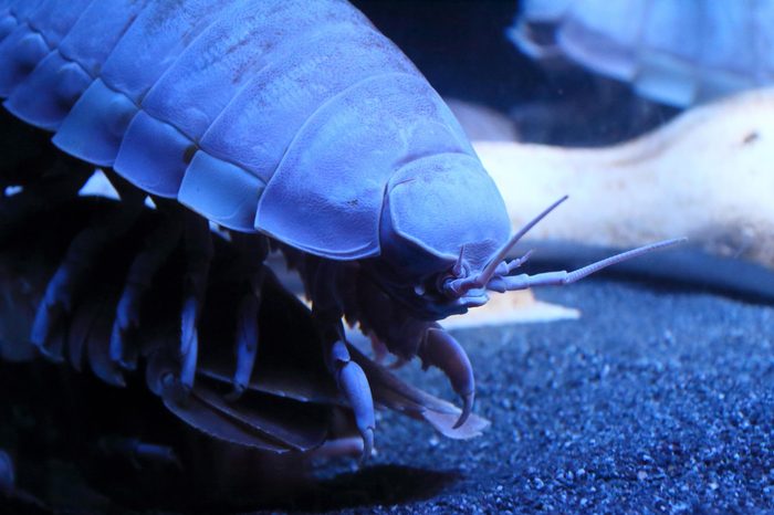 Giant Isopod up close