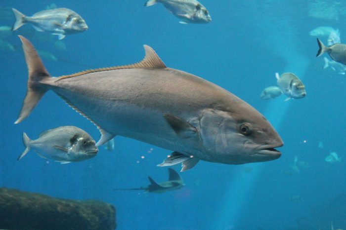 tuna fish swimming underwater known as bluefin tuna, Atlantic bluefin tuna (Thunnus thynnus) , northern bluefin tuna, giant bluefin or tunny