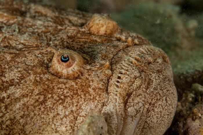 The stargazers are a family, Uranoscopidae, of perciform fish