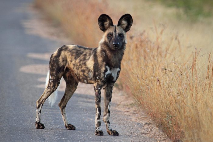 African Wild Dog