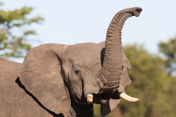 An African elephant raising its trunk to smell