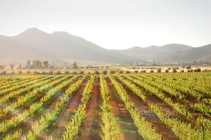 Adobe Guadeloupe Vineyards & Inn, Mexico