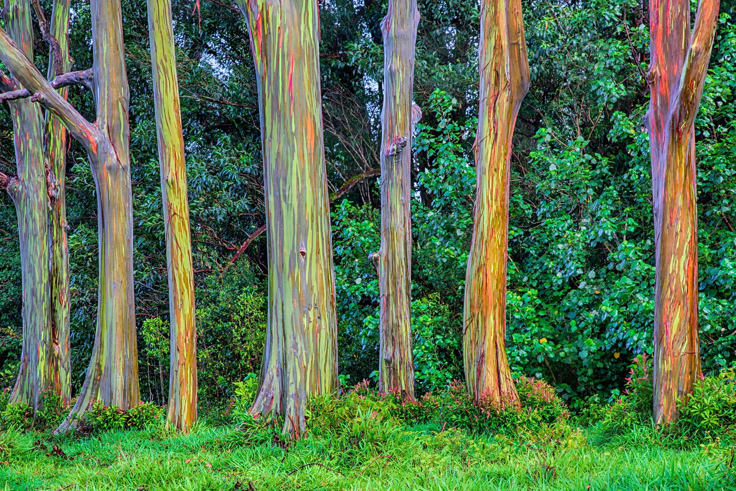 Surreal Natural Phenomena