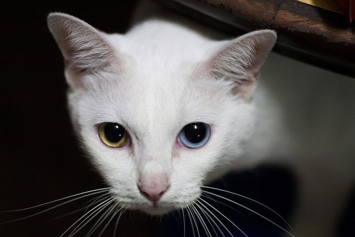 Khao Manee cat