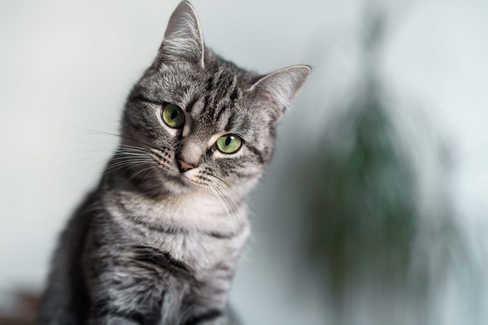 Beautiful American Shorthair cat with green eyes.