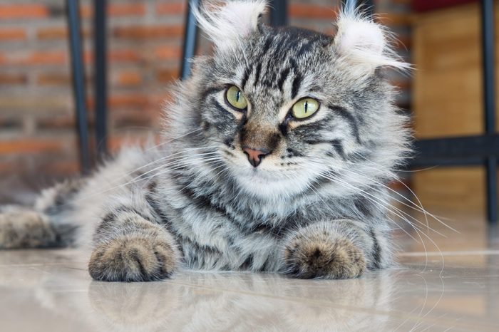 American curl cat; central face focus