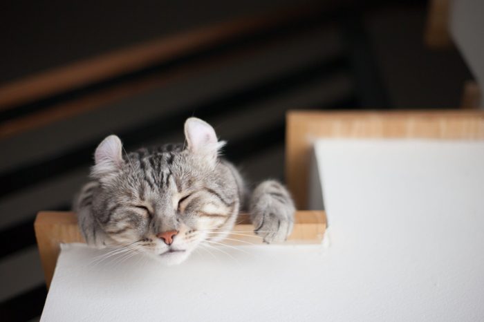 American curl cat cute little ginger kitten in the fluffy pet comfortably settled is asleep feeling happy in the morning.