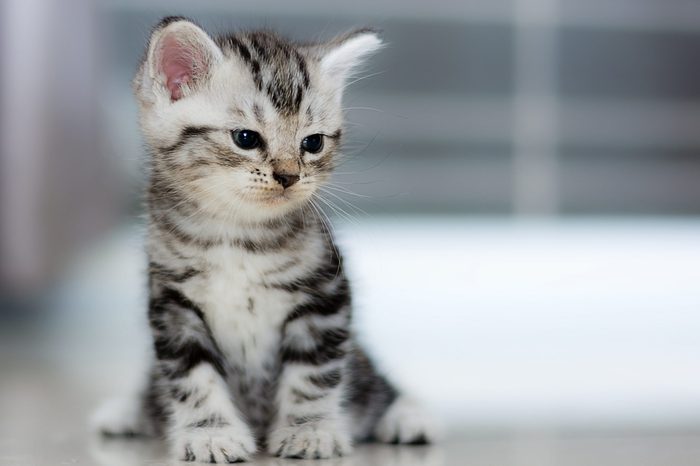 Cute American shorthair cat kitten