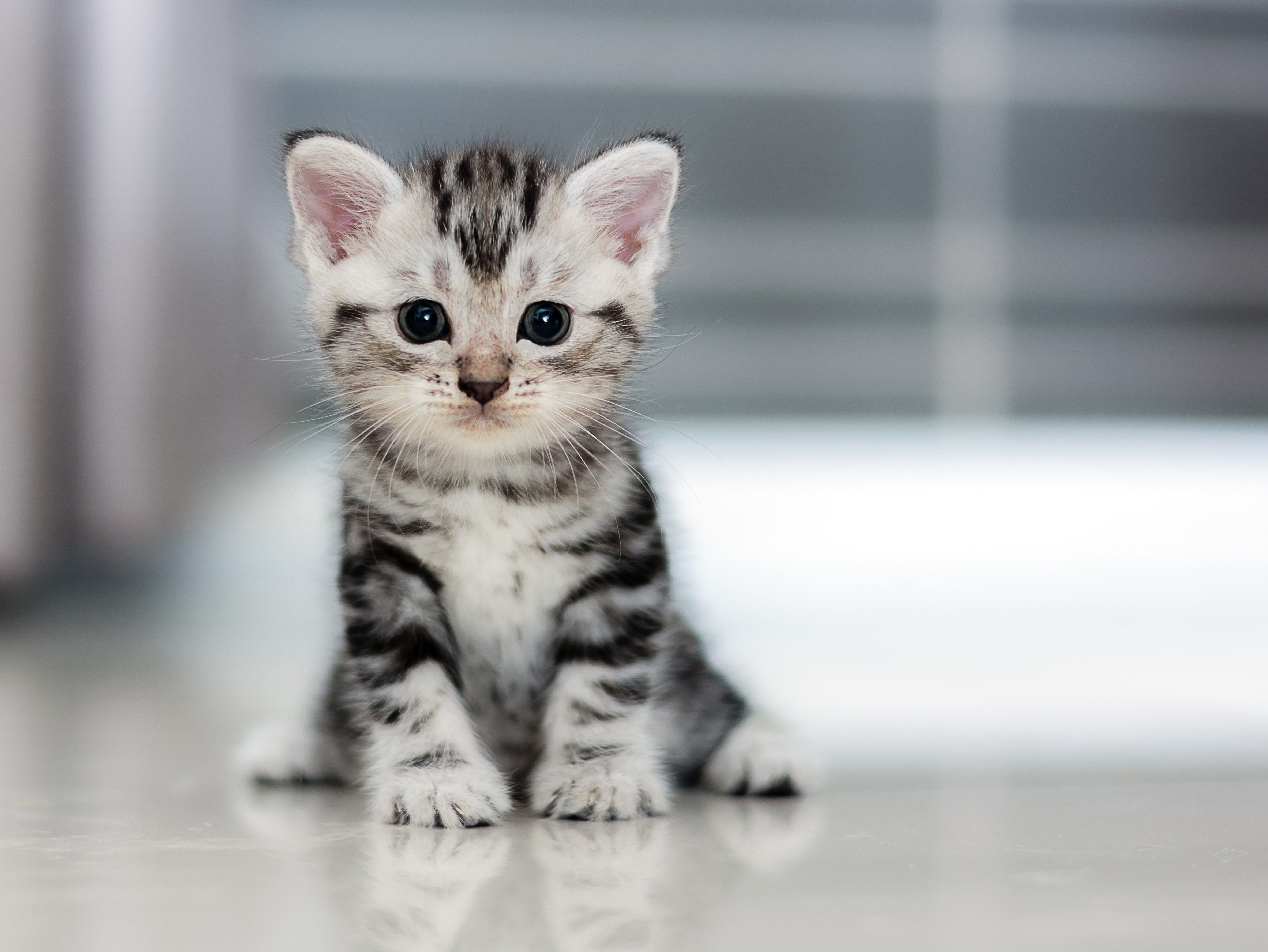 Cute American shorthair cat kitten