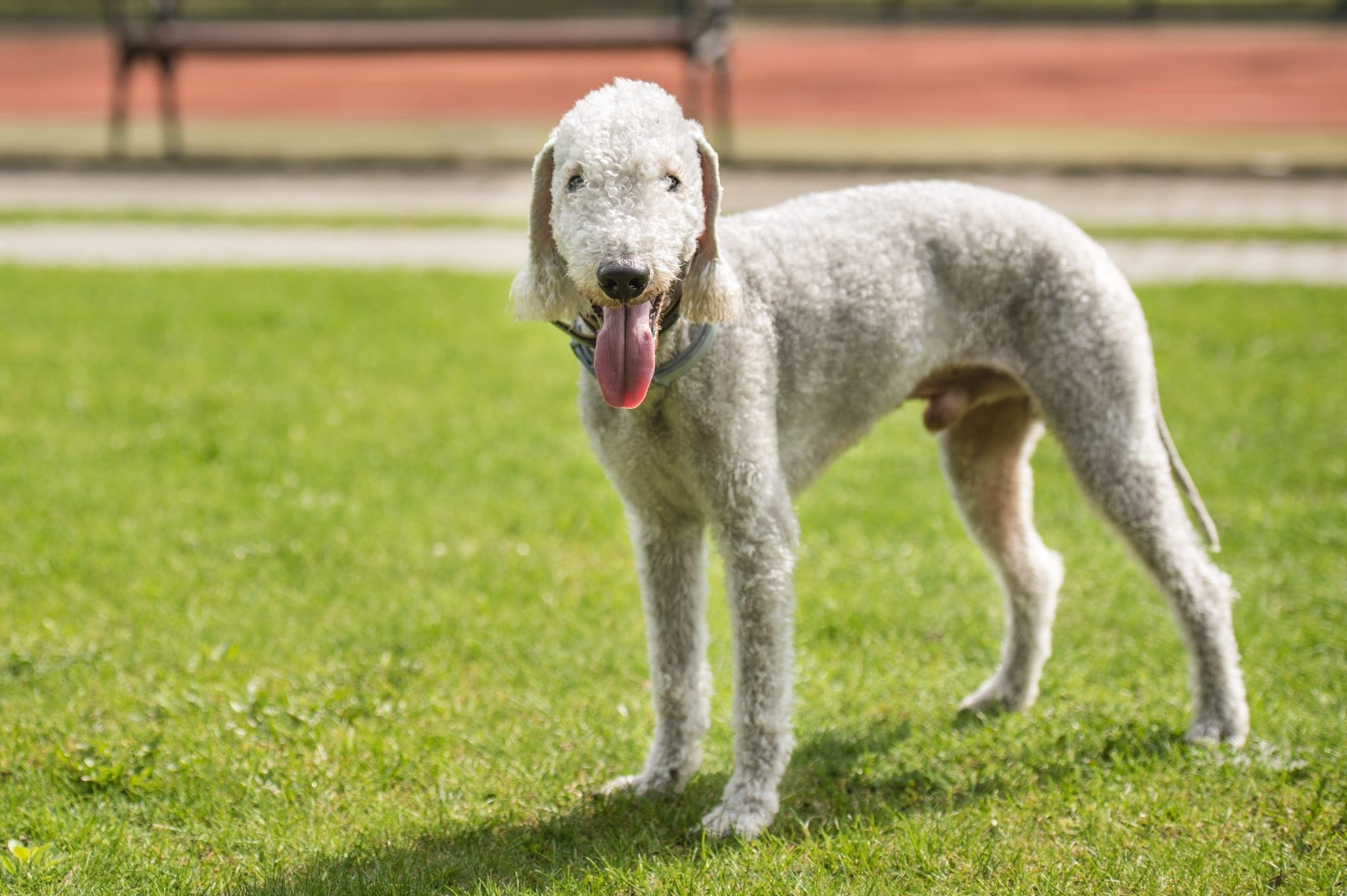 Bedlington terrier dog outside