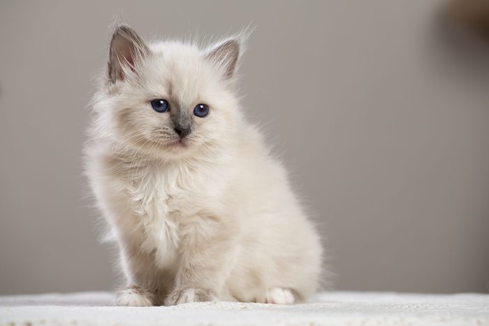 Sacred Birman kitten, birma Cat