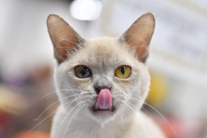 An European Burmese cat