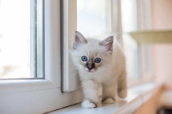 Sacred Burmese kitten