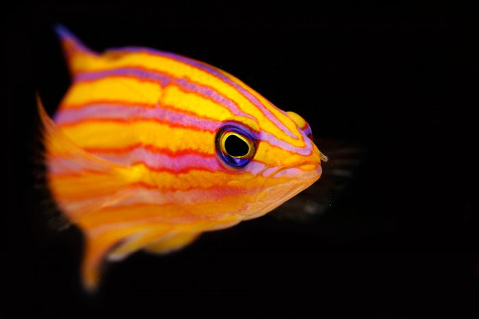 Candy Basslet (Liopropoma carmabi)