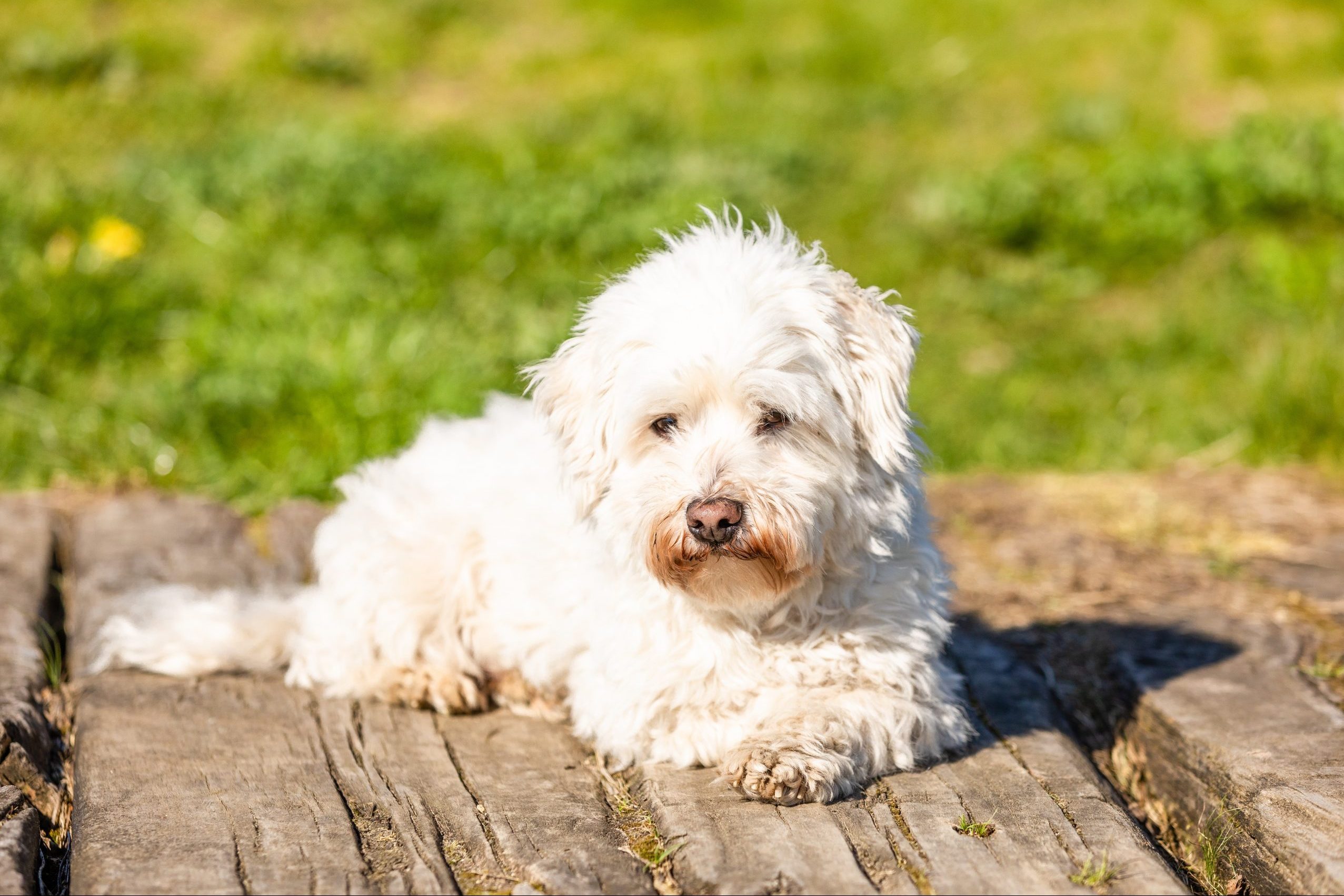 Coton de Tulear dog in the grass