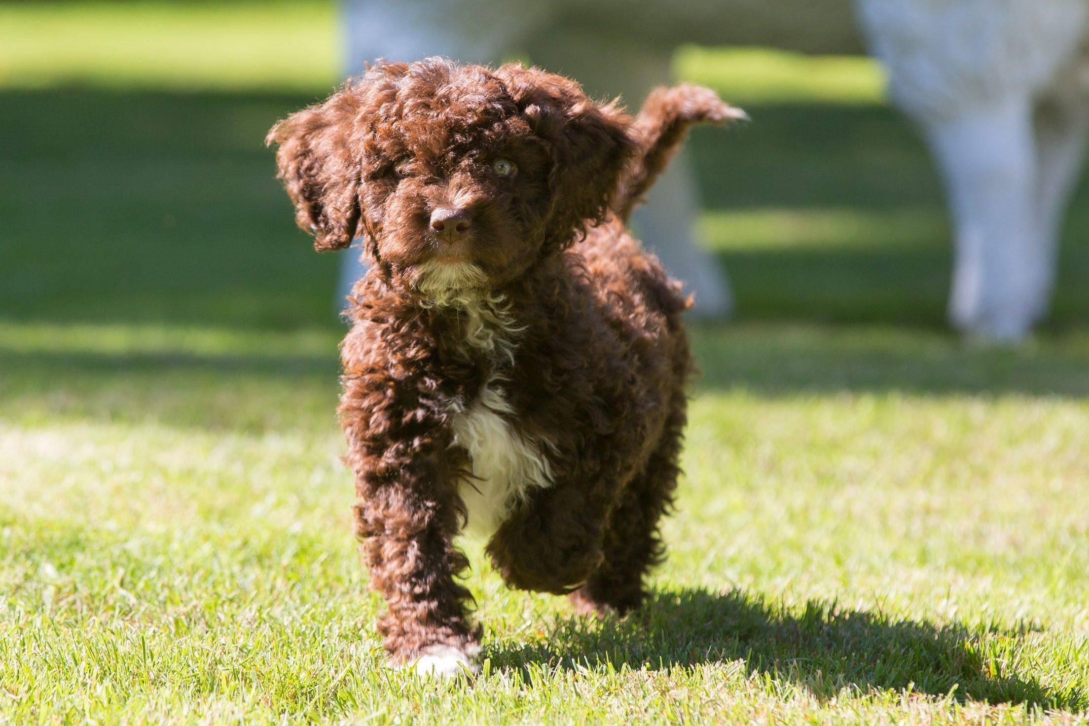 Spanish water dog playing