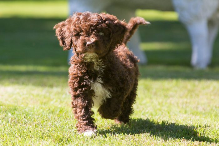 Spanish water dog playing